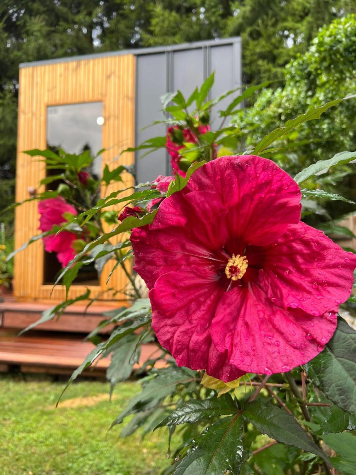 הוילה Jetřichovice Tiny House Vsemily מראה חיצוני תמונה